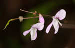 Nakedflower ticktrefoil